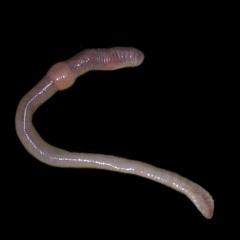 Worm