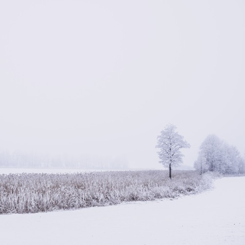 Empty Fields