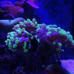 Late Nights Trap Beat | Rap Hip Hop Instrumental