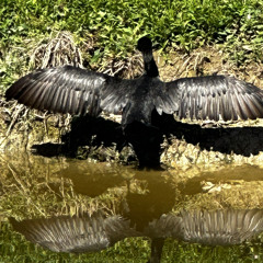 Can’t Fly