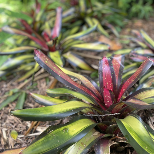 For Which Cause - 2 Tim 1:12-14