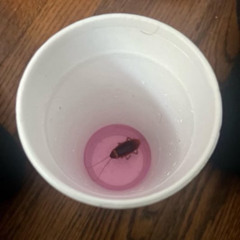 Falco Socken - Tryph