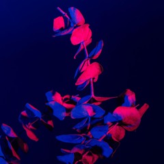 Graceful Shades