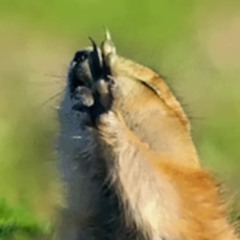 praise the prairie dog gods