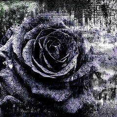 rose fart Dream