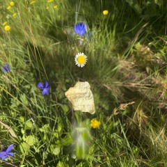 Experience Sunstede w/ Yem Gel (20/06/24)