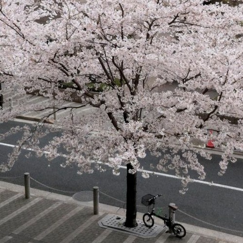 Stream denpashoujo | Listen to lillycore playlist online for