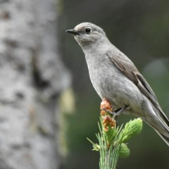 like da birds (by townsend’s solitiare!)
