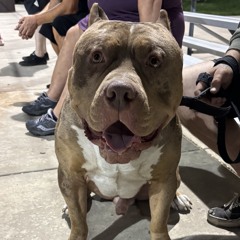 big dog