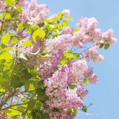 Rachmaninoff: Zdes Khorosho (arrangé pour violoncelle et contrebasses)