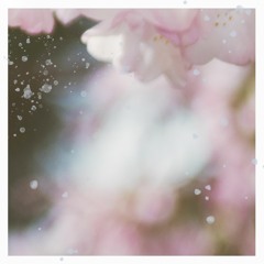 Wild Orchids - Stellar