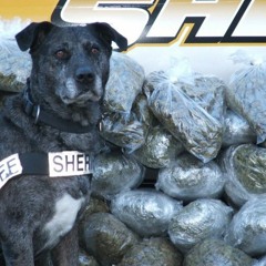 Drug Dogs Are Scary