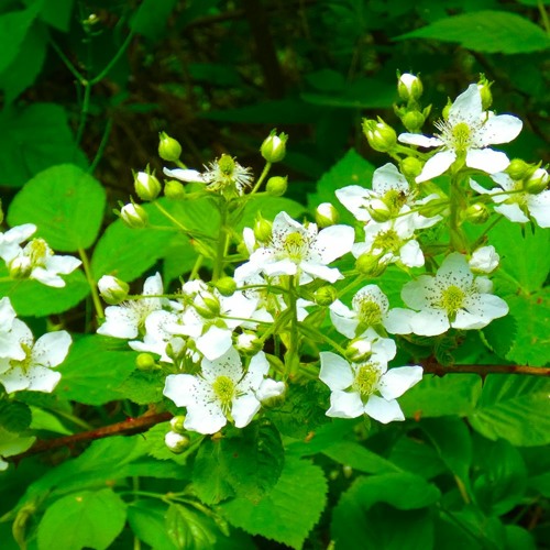 Flowers Along The Way