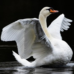 Swan Latin House Mix (Wilswanya)(2023-08-19)