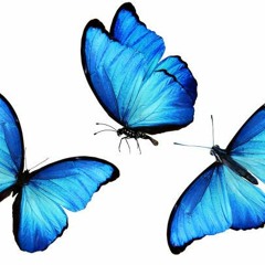 BUTTERFLY_DEMO
