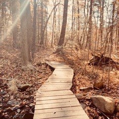 The Gilded Path