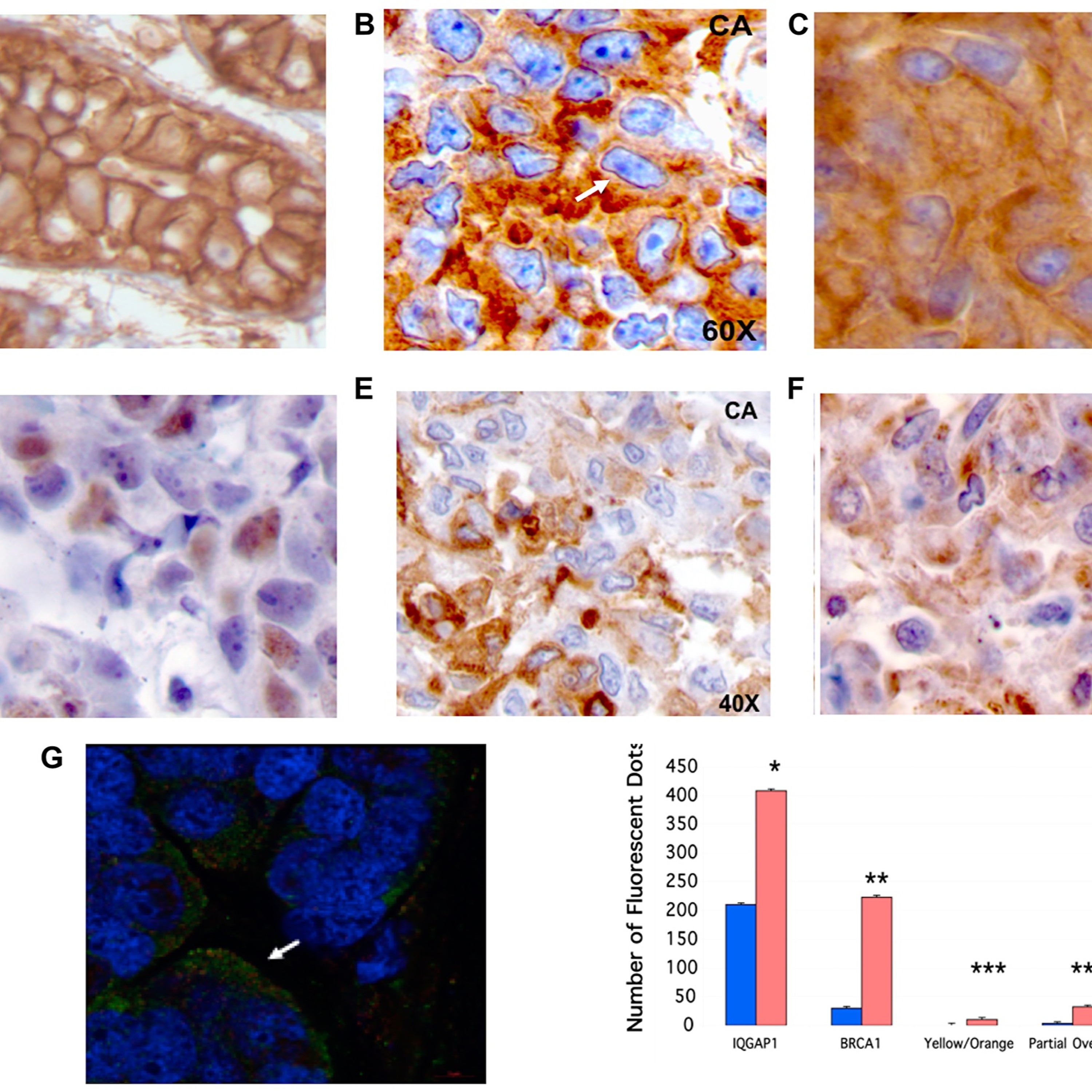 Oncotarget