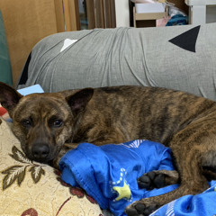 如果我是一隻狗就好了