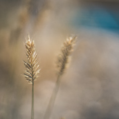 Fields of Grace - Ruth