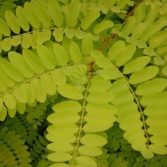 Black Locust (Robinia pseudoacacia)