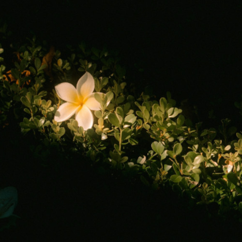 seenderella - hank - mix dq