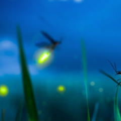 Fernando - Metamorphosys III - Firefly - July 27, 2024