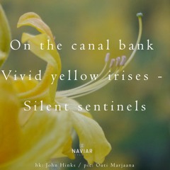 vivid (naviarhaiku494)