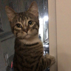 AtilaKW - I will Go London (Cat Song)