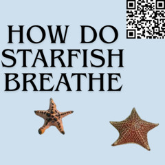 How Do Starfish Breathe Explained