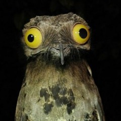 Potoo Chin up Mix