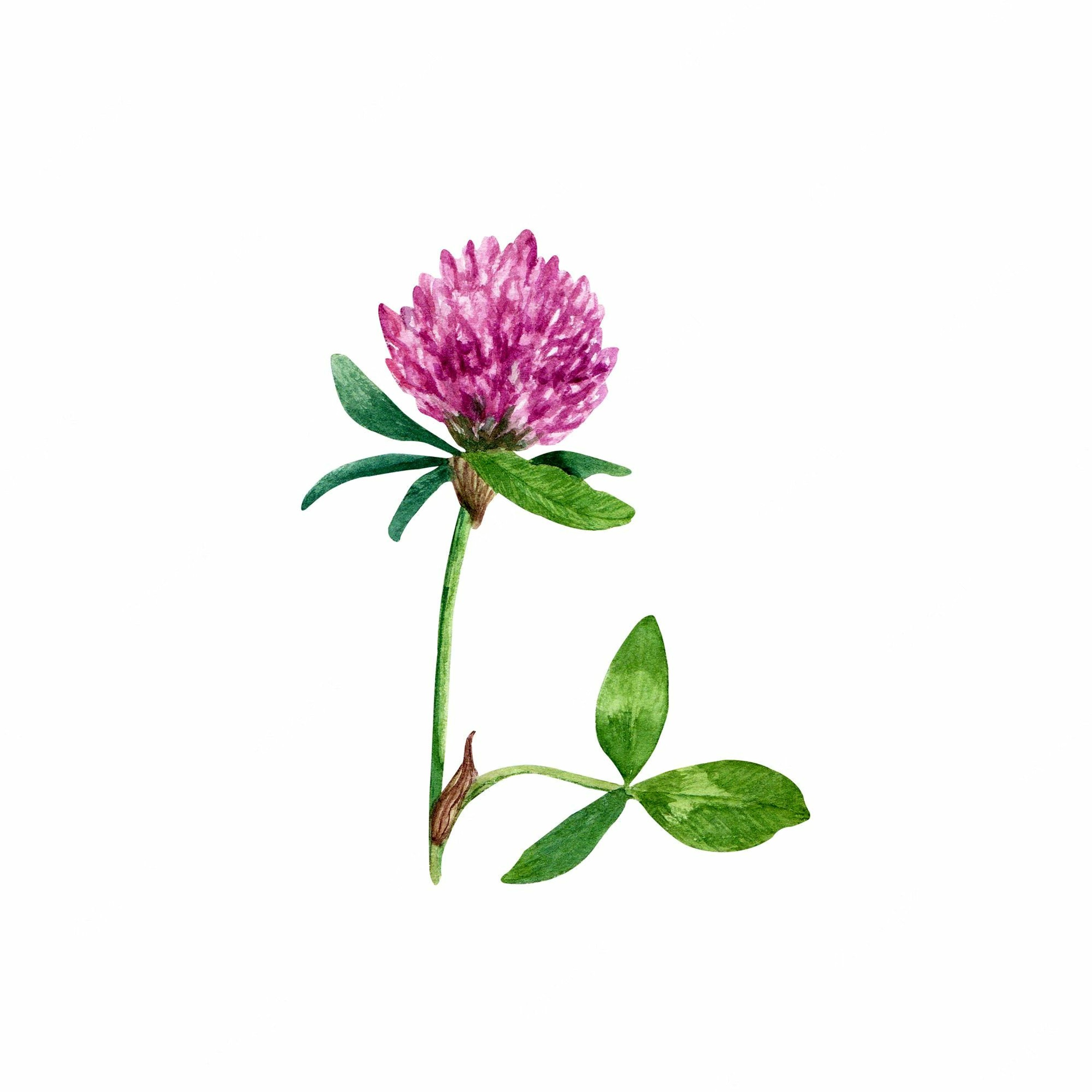 Washington Ethical Society