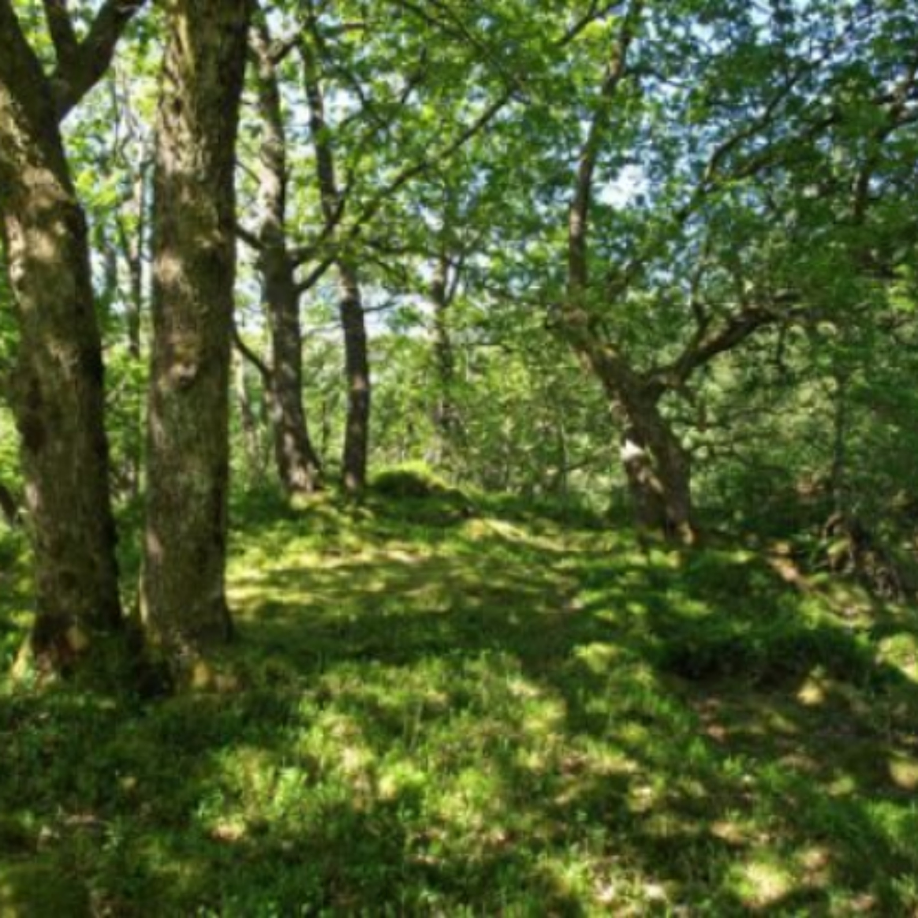 90% Of Ireland's Habitats Deemed In Poor Condition 90% Of Ireland's Habitats Deemed In Poor Condition