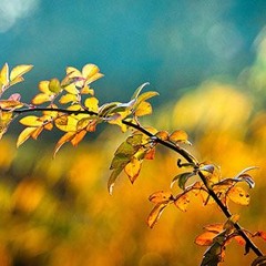 Misty Hollow(Royalty Free Music)