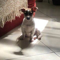 BoB