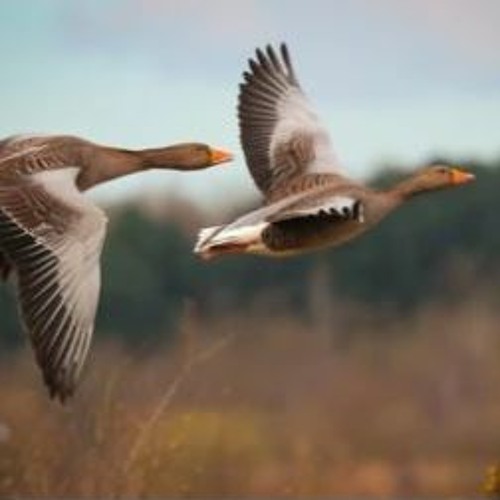 Vol en V des oies sauvages