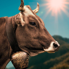 The cow bell song 😀🦼