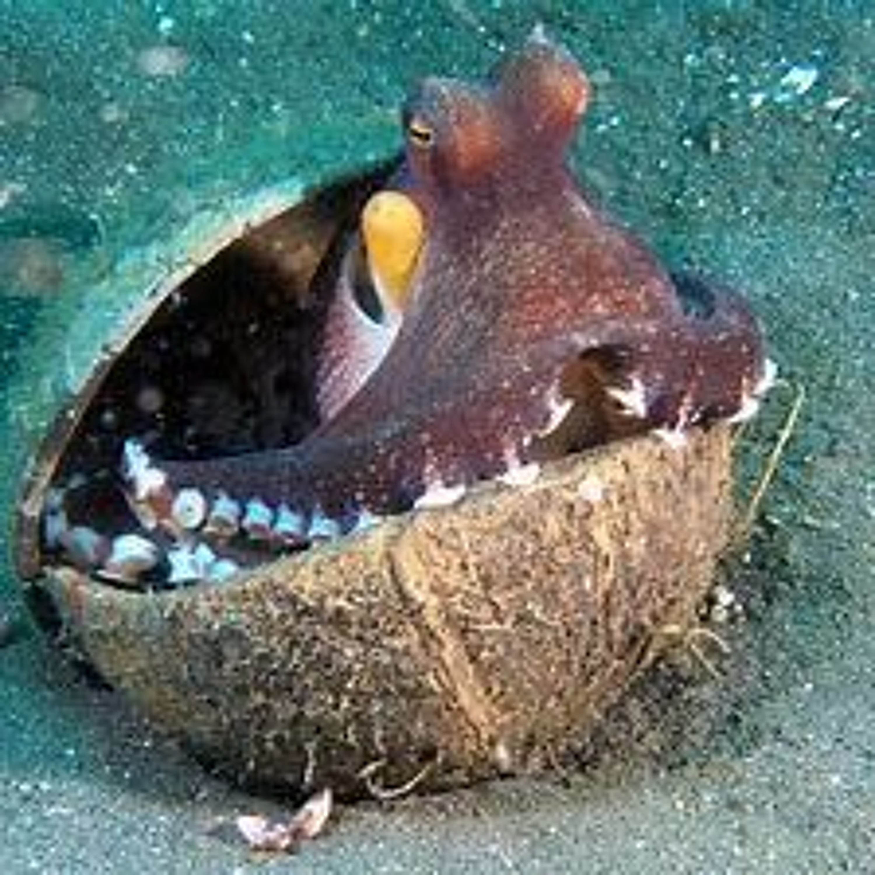 Coconut Octopus episode artwork