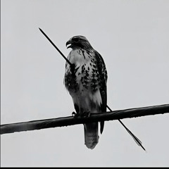 Shay - Stranger , Get Out