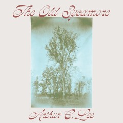 The Old Sycamore