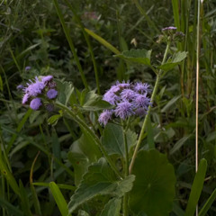 mutant [PROD. mountains]