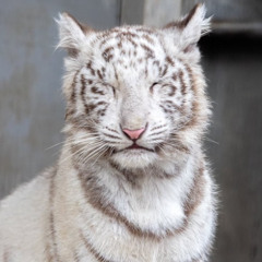 Dano & Gloosito - why you Act*n'? (acelerado)