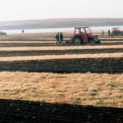 Rooks and Crows (PU13)