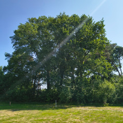 Bosvleermuizen - 2025/06/11 - Zomereik