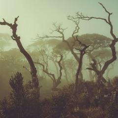Welcome to the Jungle