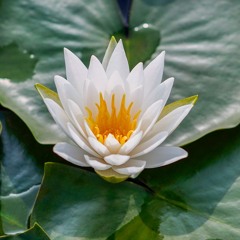 5 Minute Body Scan for CIRS