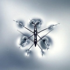 Water Strider