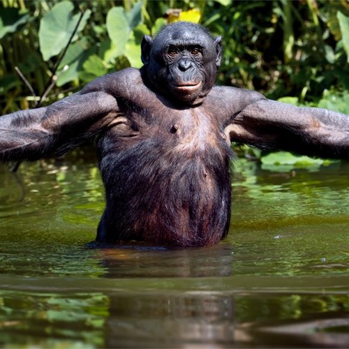 קוף האדם ההיפי