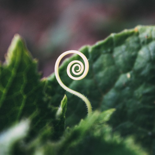 Brainless Plants Produce Spirals (rocknrolla Edit Snippet)