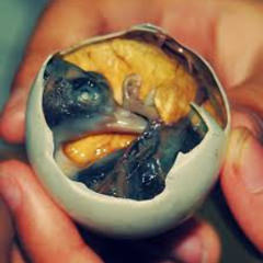 Balut Freestyle