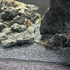 the pull brainrot mix